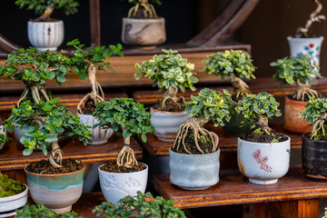 Fototapeta na wymiar Bonsai pots on wooden shelves