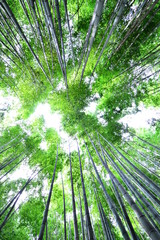 竹　bamboo　Bambú