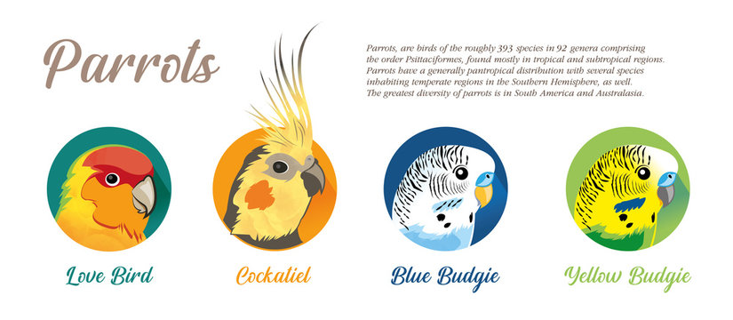 PARROTS Icon SET - 3 Species - VECTOR