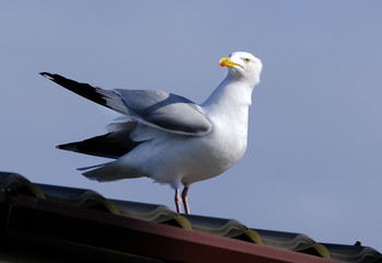 Gull on the lookout for food in urban conditions.