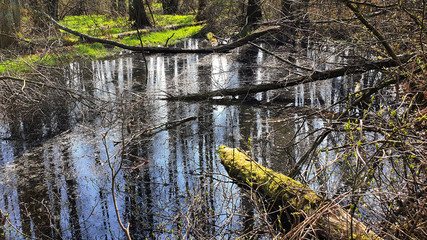 Mokradła © Pioracz