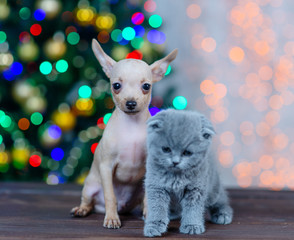 puppy of the toy Terrier with a kitten on the background of Christmas tree