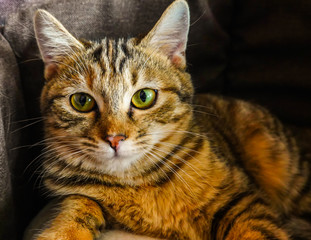 Красивая короткошерстная полосатая кошка с зелеными глазами лежит на кровати у себя дома. Уход. Домашнее животное.