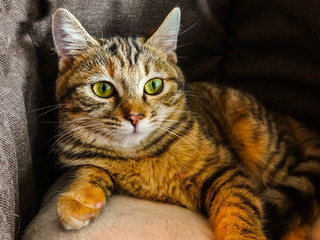 Красивая короткошерстная полосатая кошка с зелеными глазами лежит на кровати у себя дома. Уход. Домашнее животное.