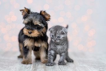 A puppy of a brown-black Yorkshire Terrier stands near a dark kitten of a Scottish breed with the coloring of a tabi