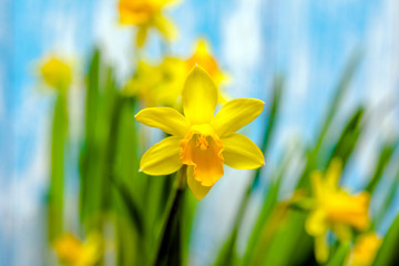 Obraz premium A branch of yellow narcissus on a blue wooden background