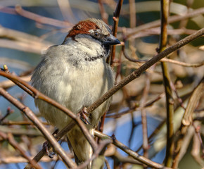 The house sparrow is a bird of the sparrow family Passeridae, found in most parts of the world.