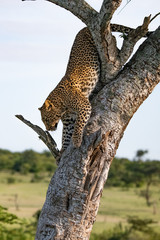 Fototapeta na wymiar Leopard coming down a tree in the Masai Mara