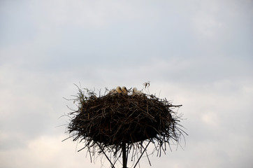  chicks in the nest of white storks