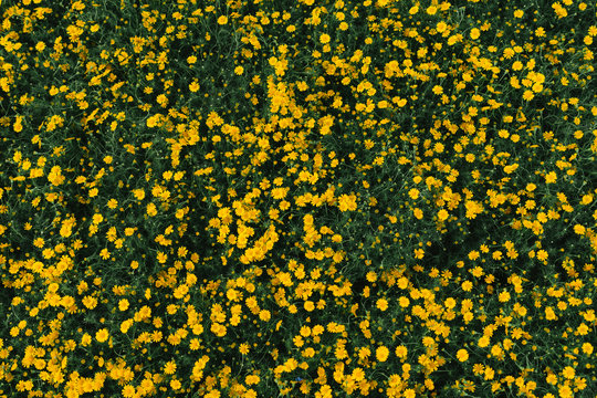 Helianthus, many yellow flowers in the garden plot