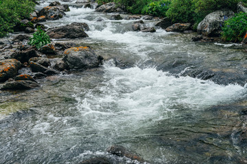 Fototapeta premium Beautiful landscape with stones in water riffle of mountain river. Powerful water stream among boulders in mountain creek with rapids. Fast flow among rocks in highland brook. Small river close-up.