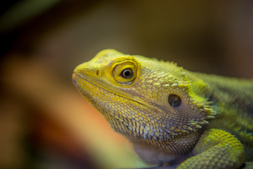 Reptil