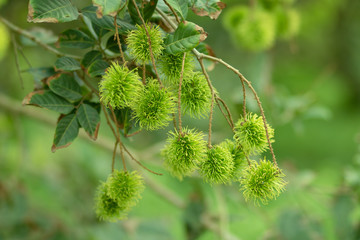 Green rambutan is a berry and cannot be harvested. When it's time to harvest, the rambutan becomes bright red. Rambutan on rambutan trees In the garden. select focus.