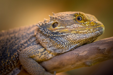 Reptil