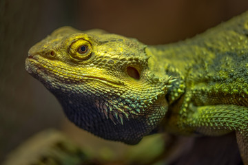 Reptil