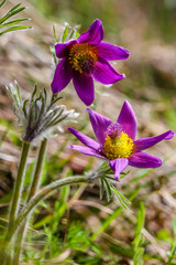 Pulsatilla vulgaris -Pasque flower