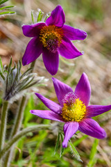Pulsatilla vulgaris -Pasque flower