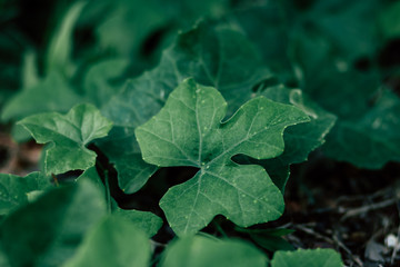 Small green leaves are growing. After the rain, water droplets on the leaves make it natural Sunshine And has a bright green natural background. selective focus. Ivy gourd.