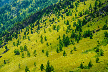 Green mountain scenery with vivid green mountainside with conifer forest and crags. Coniferous trees and rocks on big hillside. Scenic alpine landscape. Big stones on steep slope with rich vegetations