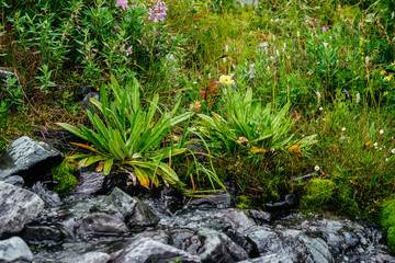 Manifold of herbs and flowers near spring water among stones. Mountain clear water stream near motley grasses. Rich vegetation of highlands. Small river among rich flora. Beauty of alpine nature.