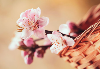 Gałązka kwitnącej wiśni w koszyku