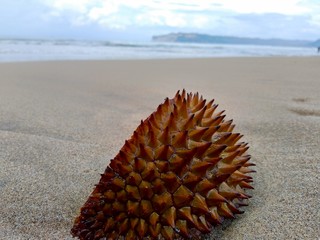 Lahia Hassk skin (Durio zibethinus L, durian, duren, stinky fruit) with natural background. Suitable for frameworks, quotes, backgrounds and other projects.