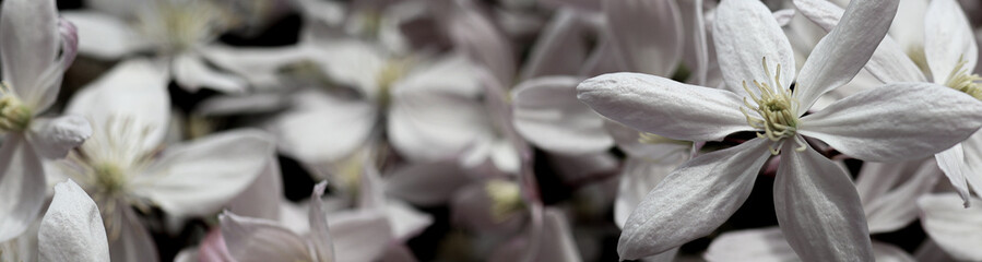 Fototapeta na wymiar Beautiful blooming light pink clematis, spring flowering in the garden as a natural background