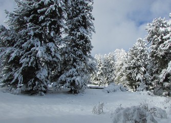 snow covered trees