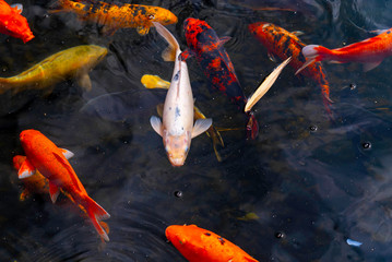 The swimming colorful school of koi carps in the tranquil pond water. Beautiful japanese pool...