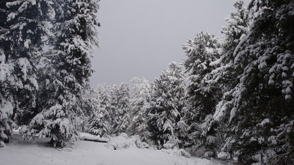 trees in snow