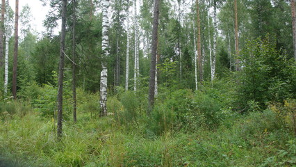 Obraz premium trees in forest