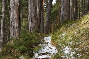 Schmaler Weg im Wald zwischen Föhrenstämmen