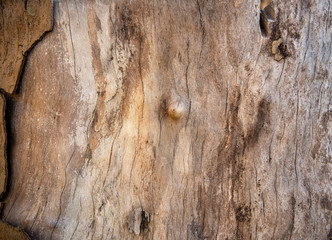 Peeled tree trunk