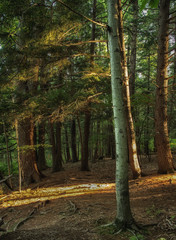 Sunrise in the forest