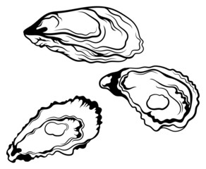 Set of oysters. Collection of sea shells with pearls. Vector illustration of mollusks. Drawing for children.