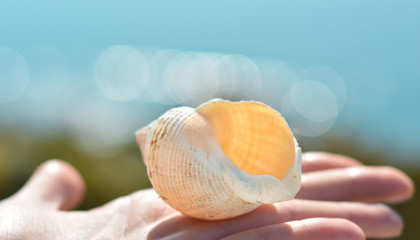 shel on a hand with a blurry background and blue sky
