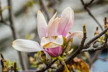 Semi blooming flowers plants Magnolia 