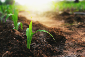 Corn grown on farmer's farms is growing. There is a mild sunlight in the evening. - obrazy, fototapety, plakaty