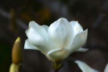 Magnolia blanca sobre fondo negro