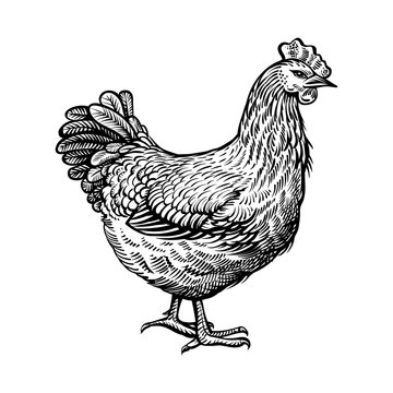 Chicken vector illustration. Farm hen, vintage sketch.