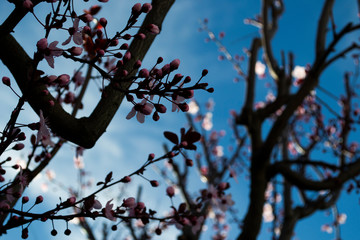 Spring