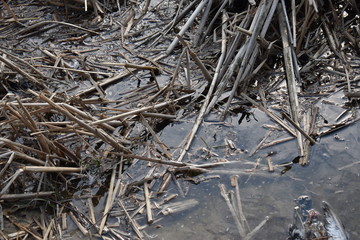 pile of sedge