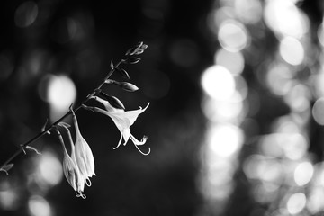 Retro style black white flower. Flowering lily plant with white petals on dark monochrome background