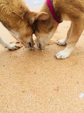 dog on beach