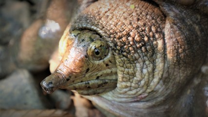 The soft-shell turtles live in fresh water and live in pairs.