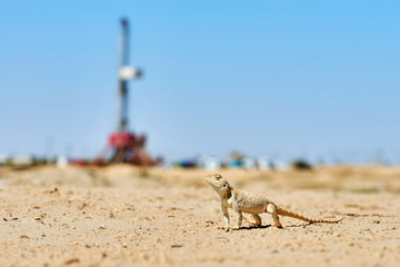 Agama lizard with a drilling rig in the background.  Environmental protection concept.  World Oil Industry. Western region of Kazakhstan. 