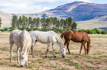 Grazing horses in sparse meadow