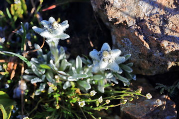 Edelweiss flowers close-up (Leontopodium) Alpine flowers