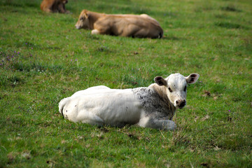 Terneros en el campo