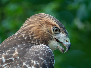 Red tailed hawk